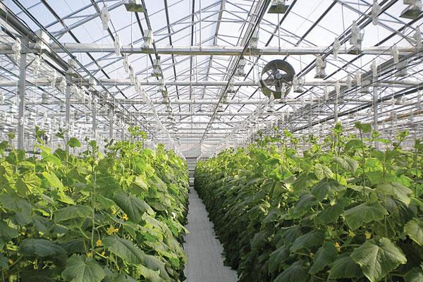 Project Corrugated Clear Farming Greenhouse Agriculture